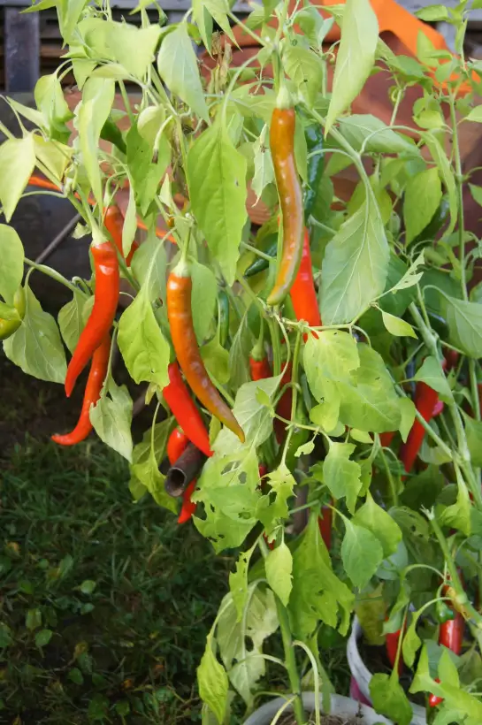 Chili / Paprika: spiralförmiger dünner  roter Paprika