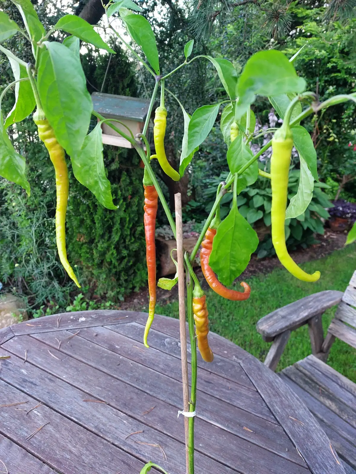 Chili / Paprika: spiralförmiger dünner  roter Paprika