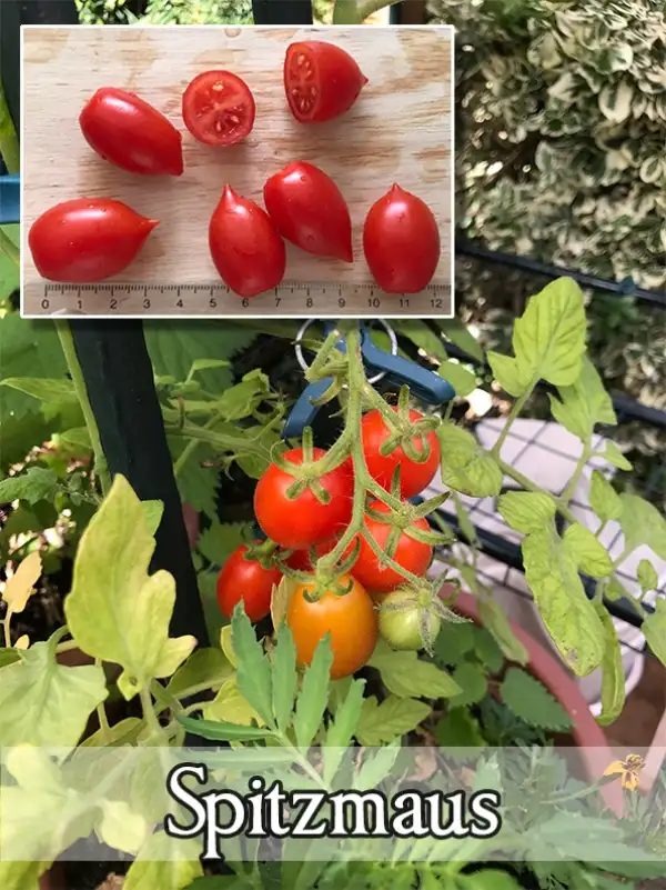 Tomaten: Spitzmaus