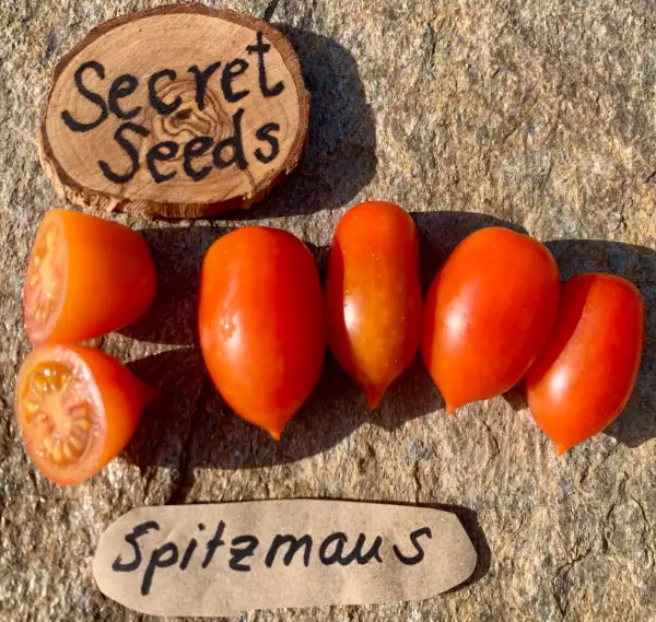 Tomaten: Spitzmaus