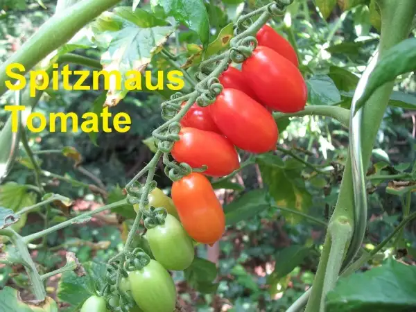 Tomaten: Spitzmaus Tomate