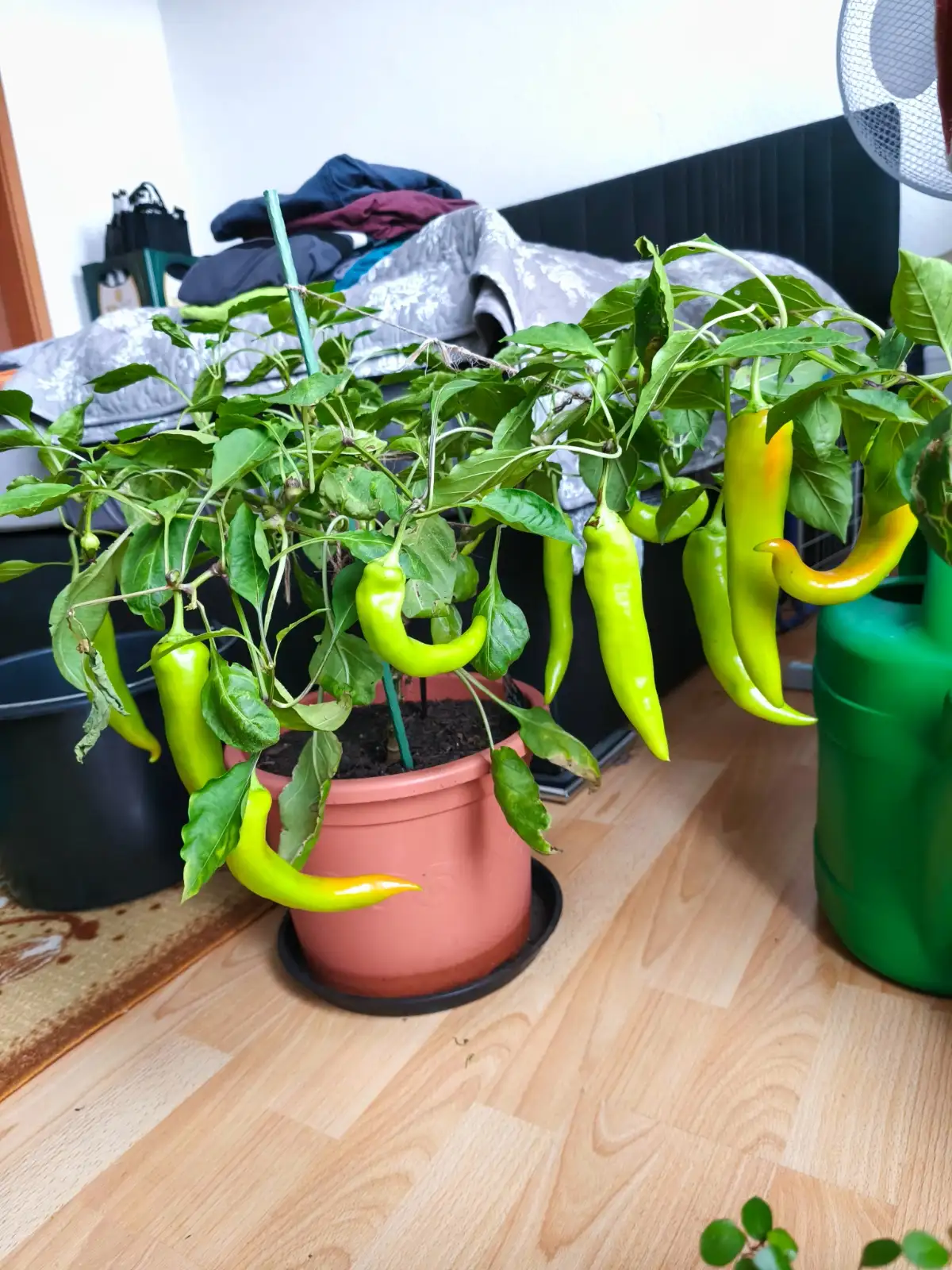 Chili / Paprika: Spitzpaprika aus Ungarn