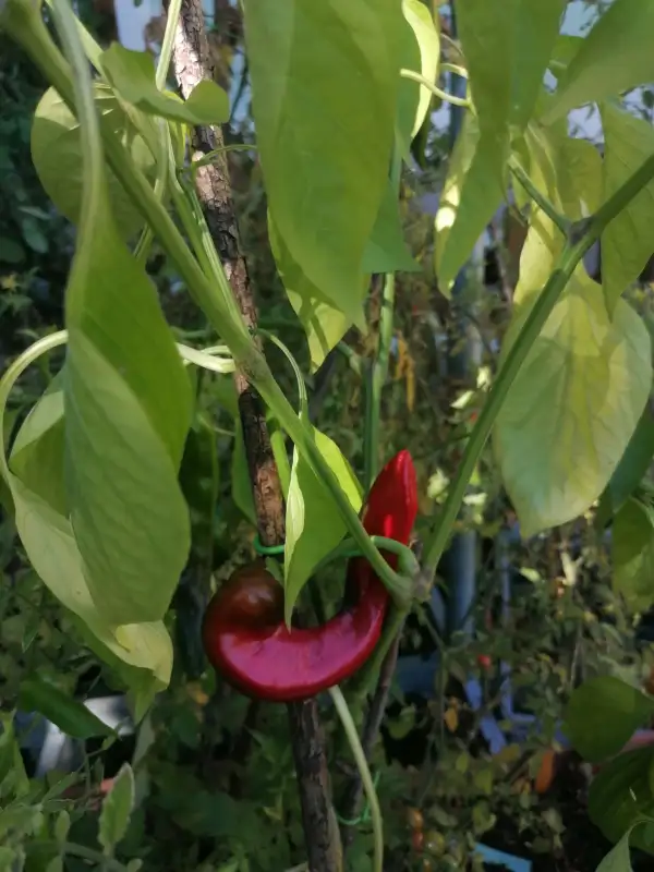 Paprika: Spitzpaprika Carliston