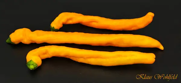 Paprika: Spitzpaprika gelb