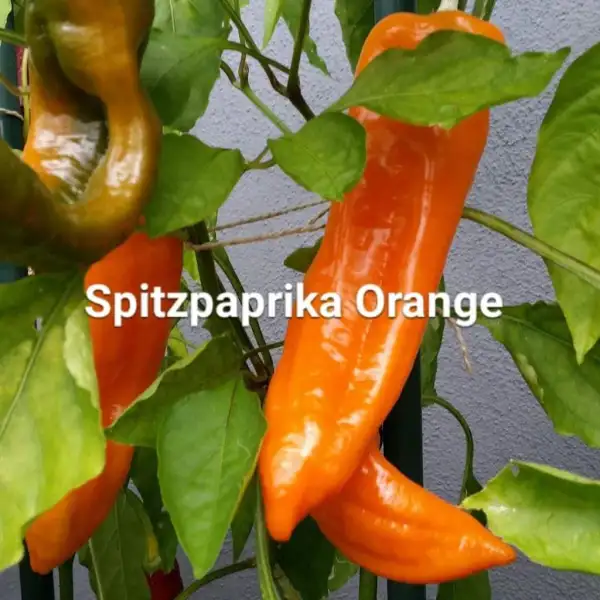 Chili / Paprika: Spitzpaprika Orange