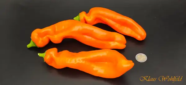 Paprika: Spitzpaprika Orange