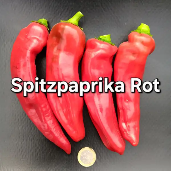 Chili / Paprika: Spitzpaprika rot