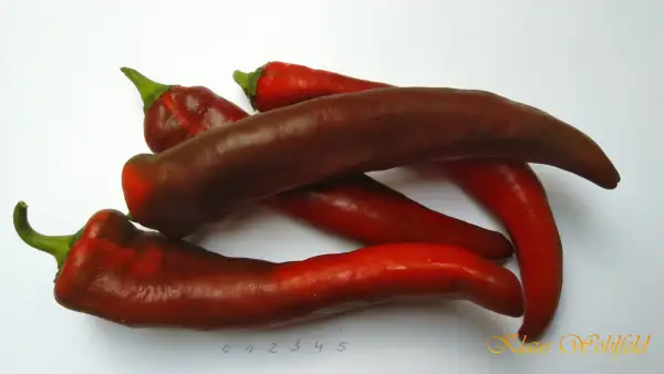 Chili / Paprika: Spitzpaprika rot