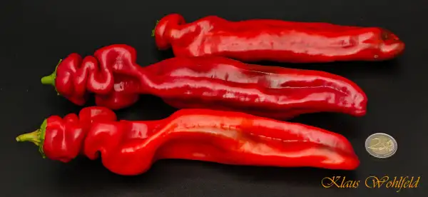 Paprika: Spitzpaprika rot