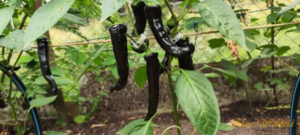 Chili / Paprika: Spitzpaprika schwarz