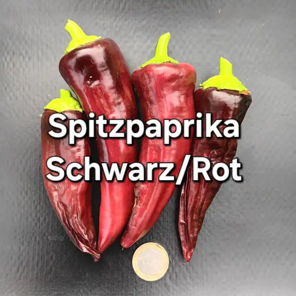 Chili / Paprika: Spitzpaprika Schwarz/Rot