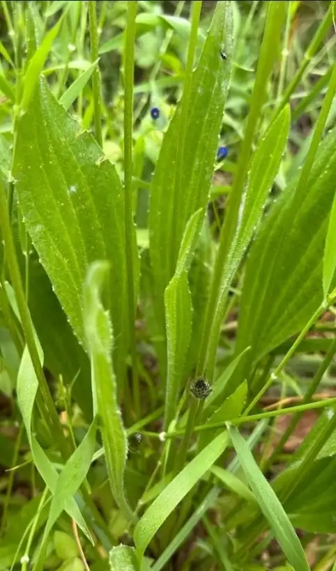 Kräuter: Spitzwegerich