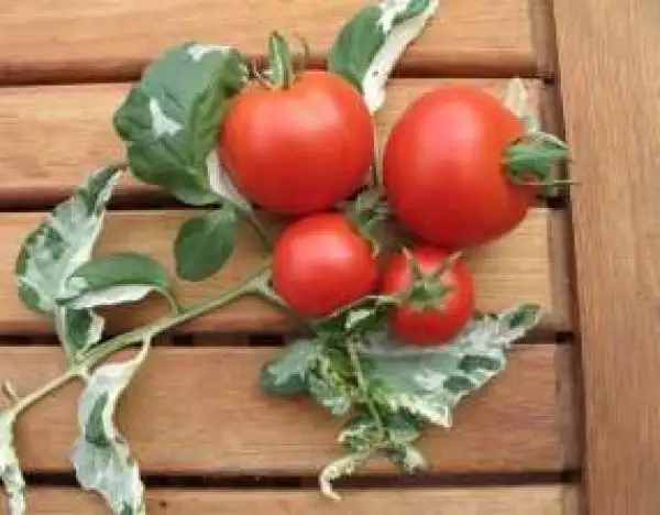 Tomaten: Splash of Cream