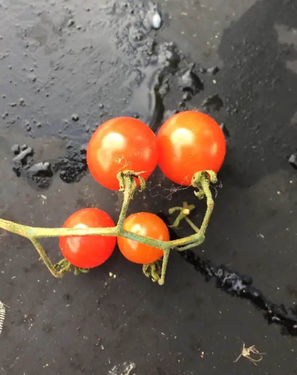 Tomaten: Spoon