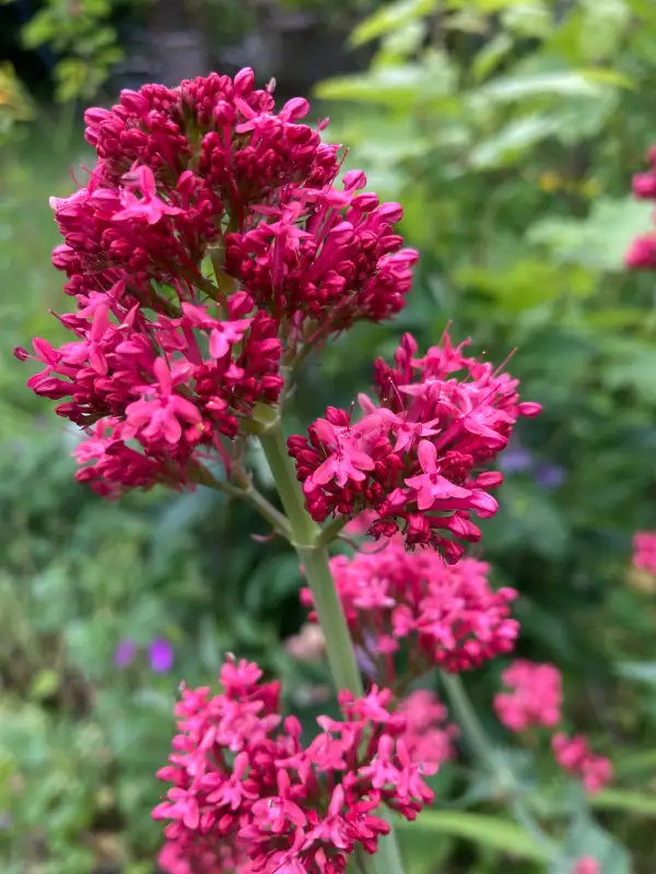 Blumen: Spornblumen rot