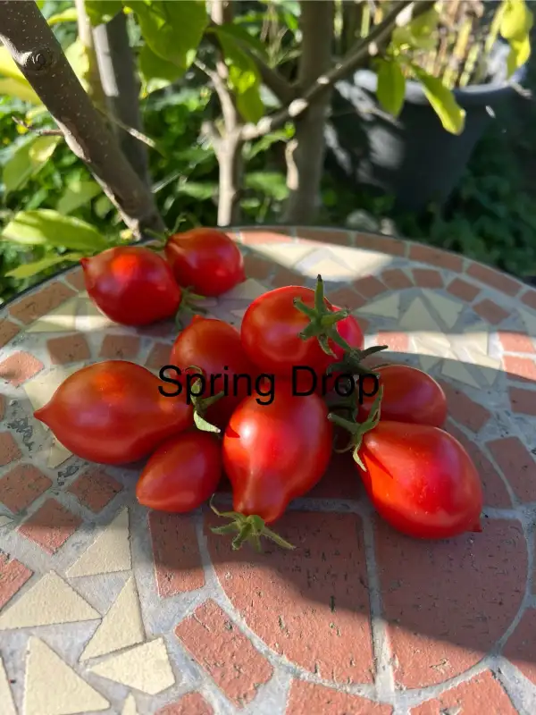 Tomaten: Spring Drop