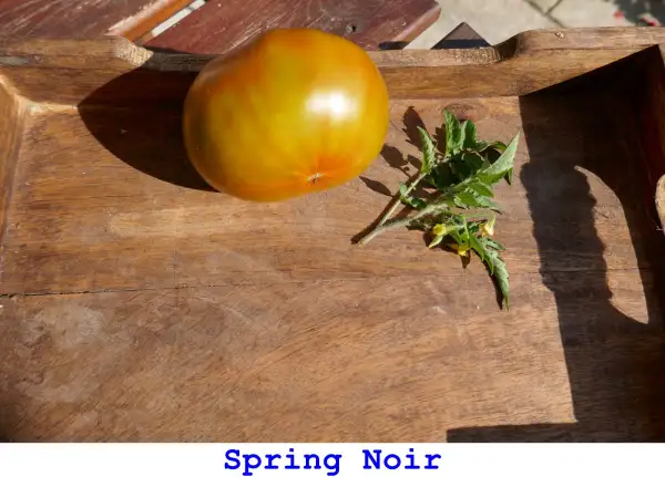 Tomaten: Spring Noir