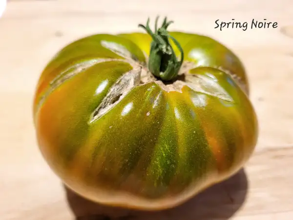 Tomaten: Spring Noire