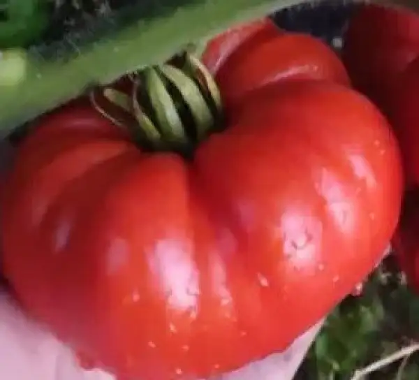 Tomaten: Sprint timer