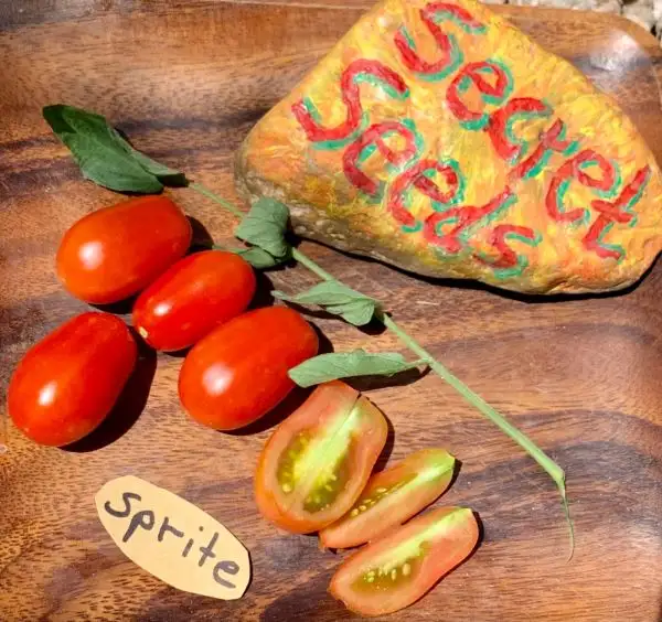 Tomaten: Sprite