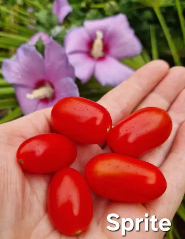 Tomaten: Sprite