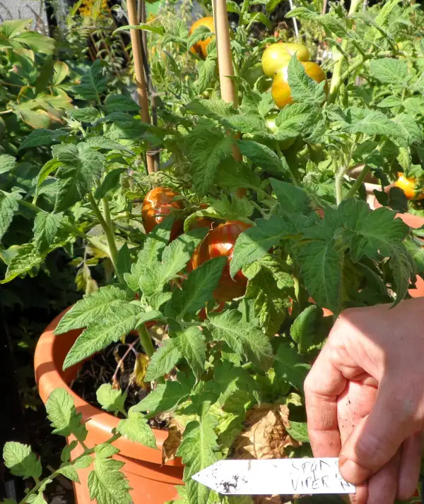 Tomaten: Spud Viper ( Kat# 2137 )