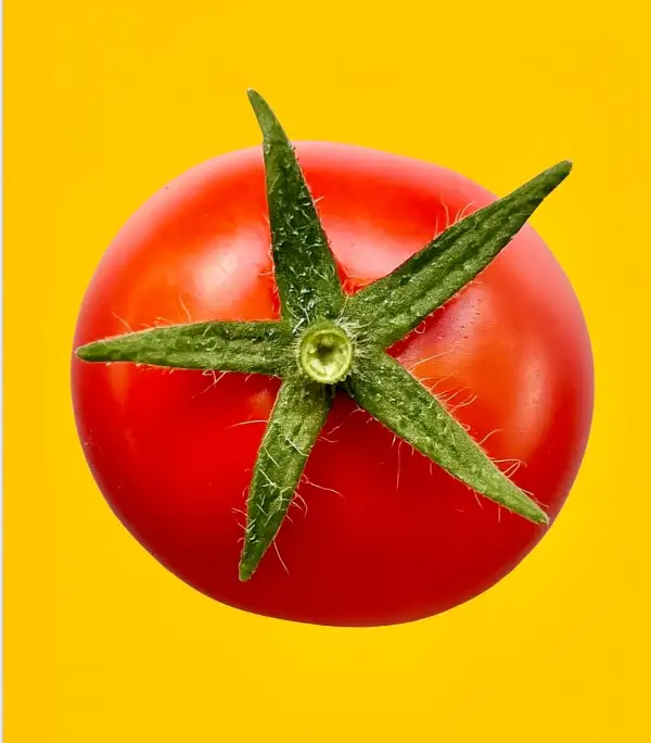 Tomaten: Spunky Bird