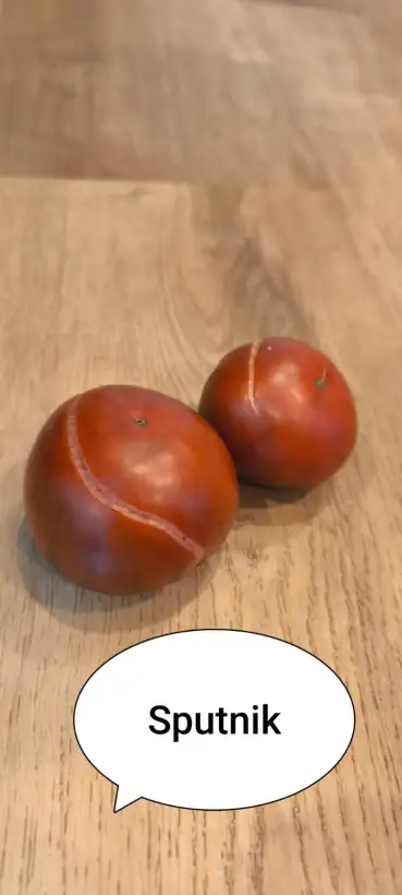 Tomaten: Sputnik