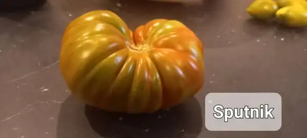 Tomaten: Sputnik