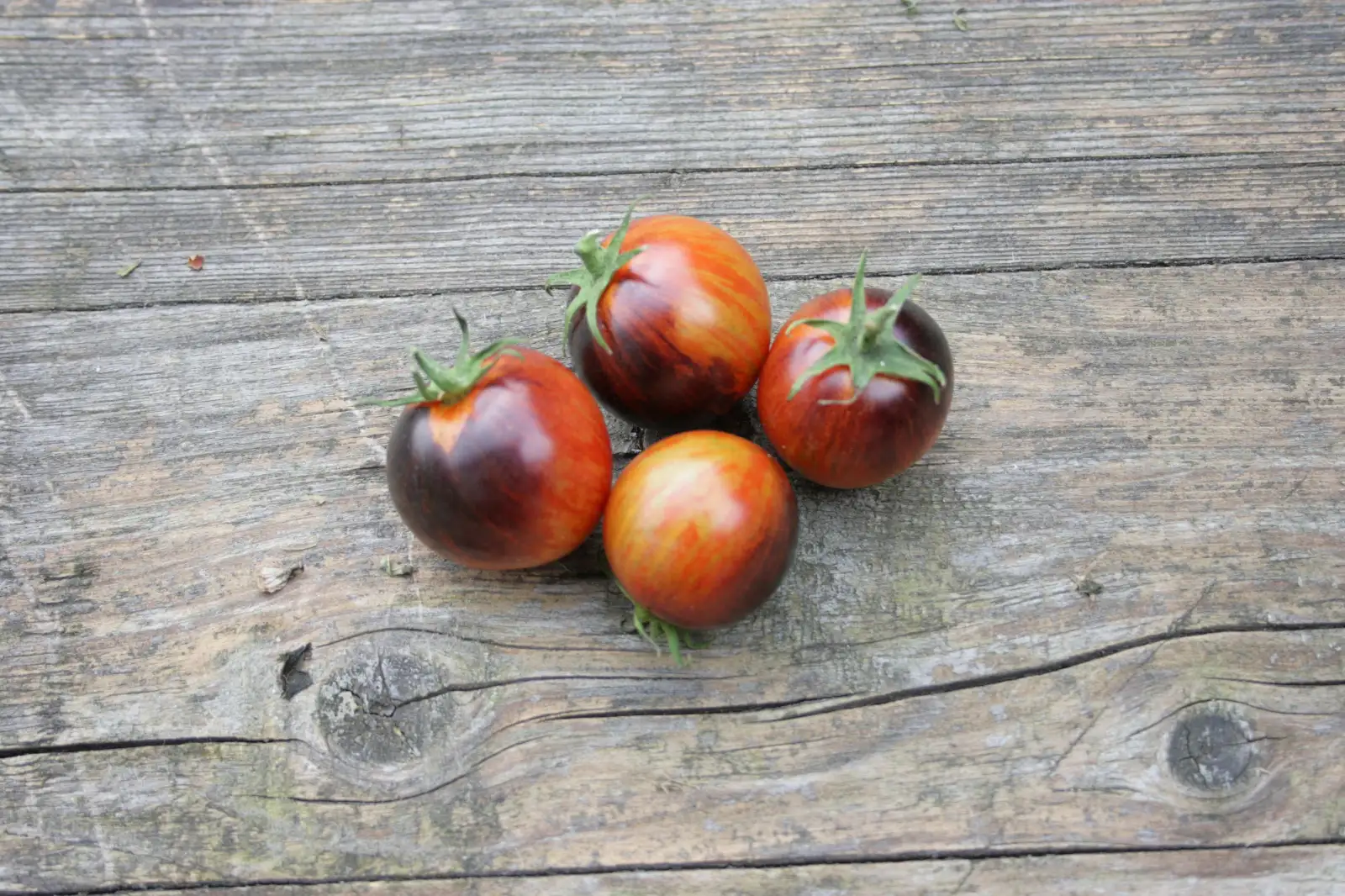 Tomaten: Sriped Balkan Tiger