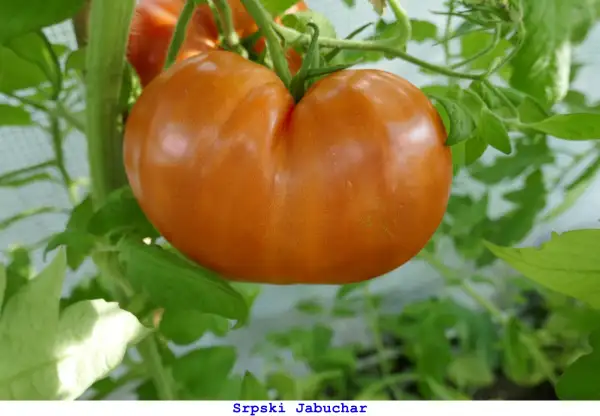 Tomaten: Srpski Jabuchar