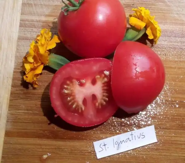 Tomaten: St. Ignatius