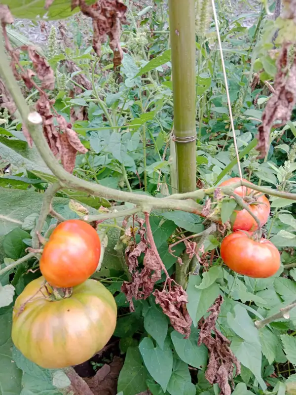 Tomaten: St. Ignazius