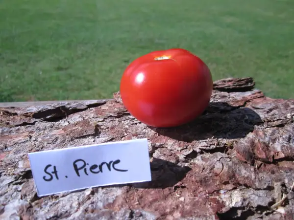 Tomaten: St. Pierre