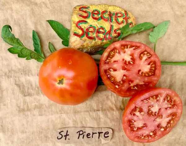 Tomaten: St. Pierre