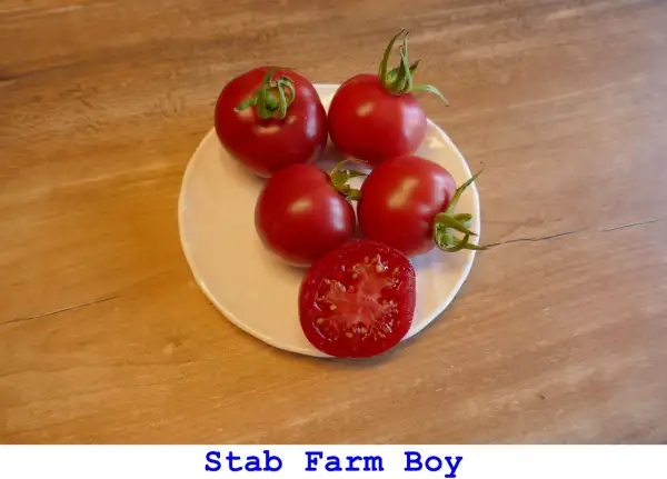 Tomaten: Stab Farm Boy