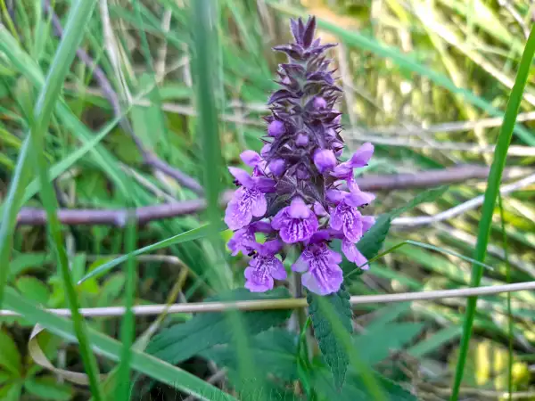 Stauden / Gehölz: Stachys palustris ‣ ‣ ‣ Sumpf-Ziest  ‣ ‣ Marsh betony