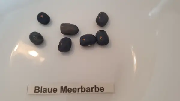 Bohnen: Stangenbohne - Blaue Meerbarbe