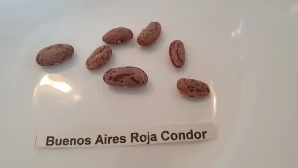 Bohnen: Stangenbohne - Buenos Aires Roja Condor