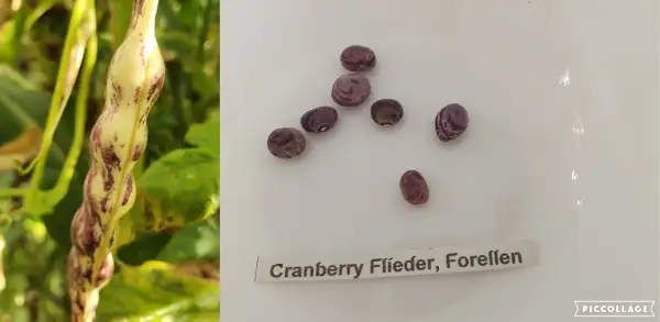 Bohnen: Stangenbohne - Cranberry Flieder, Forellen