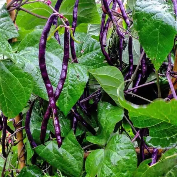 Bohnen: Stangenbohne 