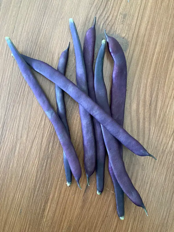 Bohnen: Stangenbohne Blauhilde