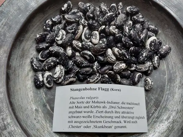 Bohnen: Stangenbohne Flagg
