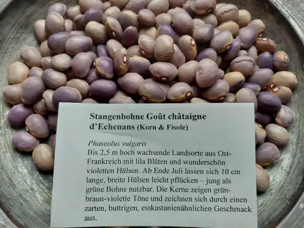 Bohnen: Stangenbohne Gout chataigne d