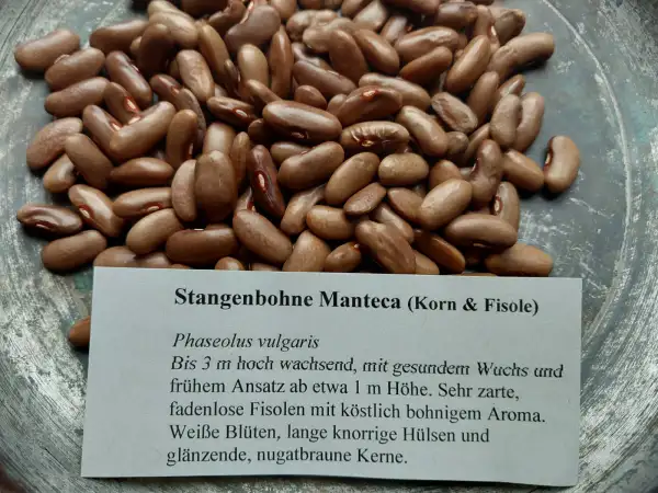 Bohnen: Stangenbohne Manteca