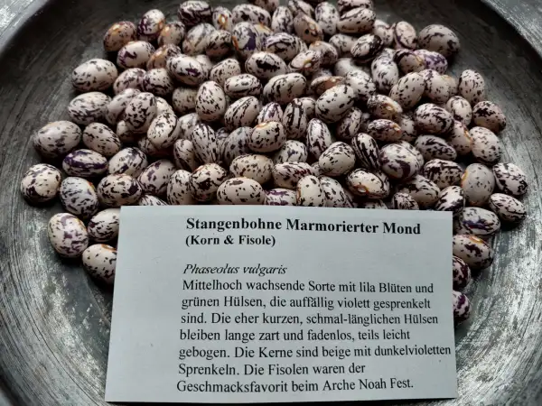 Bohnen: Stangenbohne Marmoriert Mond