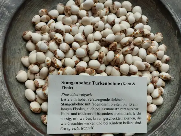 Bohnen: Stangenbohne Türkenbohne