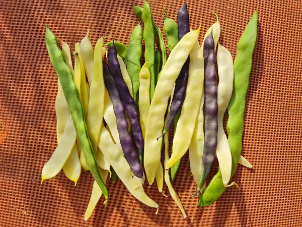 Bohnen: Stangenbohnen bunt