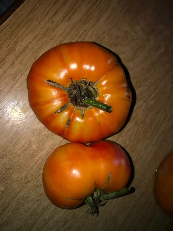 Tomaten: Star