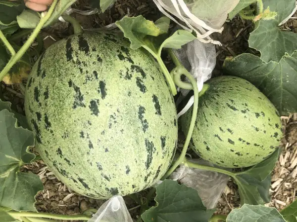 Melonen: Star from Smolensk melone